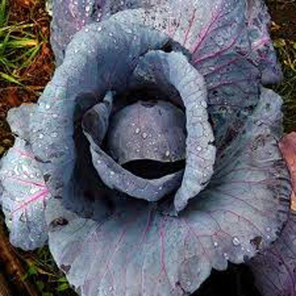 planting red cabbage seeds Cabbage Seeds , Red Acre NON-GMO SEEDS, This hardy, healthy and delici –  Country Creek LLC