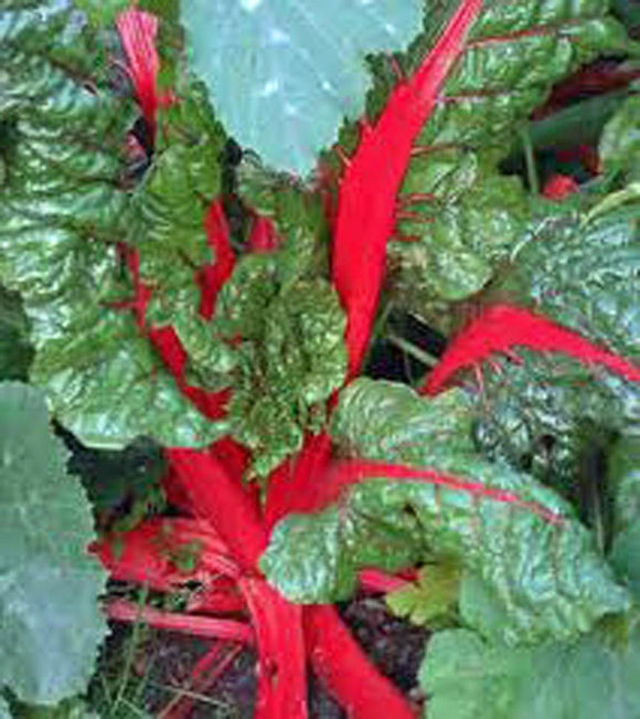 rhubarb seeds or plants Swiss Chard Seeds , Rhubarb Swiss Chard , HEIRLOOM, NON-GMO, RHUBARB S – Country Creek LLC
