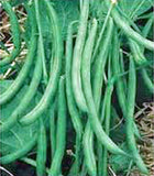 Bean Seeds, Bean Seed Mix Garden Collection 6,  Heirloom, Organic, NON-GMO  Seeds, 6 Top Varieties - Country Creek LLC