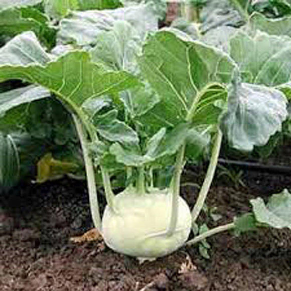 planting kohlrabi from seed KOHLRABI SEED, EARLY WHITE VIENNA, HEIRLOOM, NON GMO SEEDS, – Country Creek LLC