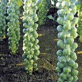 Brussel Sprouts Seed, Long Island, Heirloom, Organic, NON GMO Seeds, a Garden Delight - Country Creek LLC