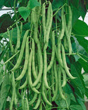 Bean Seeds, Bean Mix Garden Collection, Heirloom, Organic, NON-GMO Seeds, 4 Top Varieties - Country Creek LLC