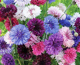 Bachelor Button Seeds , Tall Mix Seeds, Organic, seeds, Beautiful Bright Multi colored Blooms. - Country Creek LLC
