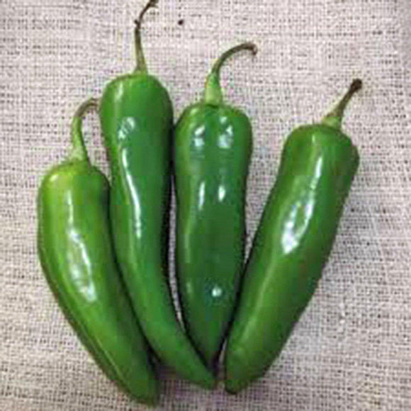 PEPPER, ANAHEIM, HEIRLOOM, ORGANIC NON-GMO SEEDS, MILDLY SPICY GREAT FRESH OR DRIED - Country Creek LLC