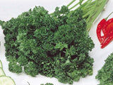 Parsley Seed, Moss Curled, Heirloom, Organic, NON-GMO Seeds, Parsley Seeds - Country Creek LLC