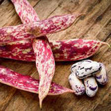 Bean Seeds, Christmas, Lima, Heirloom, Organic,  Seeds, Buttery Decorative Beans - Country Creek LLC