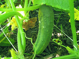 CUCUMBER SEEDS , STRAIGHT EIGHT CUCUMBER SEEDS, HEIRLOOM, ORGANIC, NON-GMO SEEDS, GREAT FOR SALADS/SNACK - Country Creek LLC
