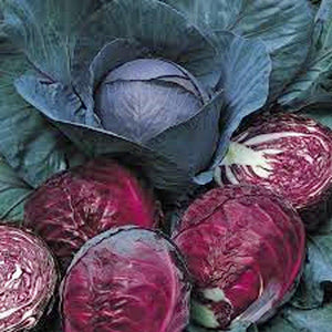 Cabbage Seeds , Red Acre , Organic, NON-GMO SEEDS, This hardy, healthy and delicious crop is easy to grow and ideal for small and large gardens. - Country Creek LLC