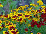Coreopsis Plains Tall, Organic, Flower Seeds, Bright Yellow with Red Centers. - Country Creek LLC