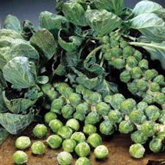 Brussel Sprouts Seed, Long Island, Heirloom, Organic, NON GMO Seeds, a Garden Delight - Country Creek LLC