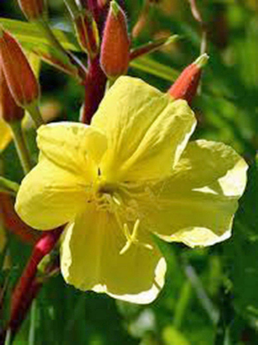 Evening Primrose Seeds Newly Harvested, Beautiful Yellow Flowers ...