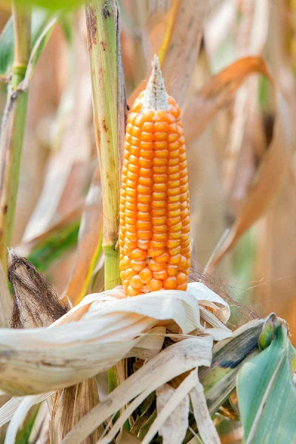 popcorn plant seeds for sale Yellow Popcorn Seed for Growing Heirloom OP Open Pollinated Non-GMO Garden Seed by Country Creek Acres 25 Seeds