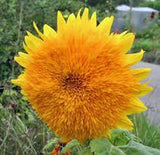 Sunflower, Giant Sungold 20+ Seeds Organic Large Beautiful Vivid Colorful Blooms - Country Creek LLC