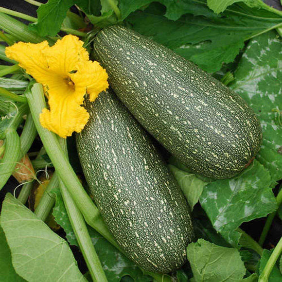 Zucchini , Grey Zucchini Squash, 25 seeds per pack, Organic, NON GMO,has been a favorite of vegetable gardeners since the 1950’s. - Country Creek LLC