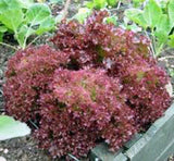 Lettuce Seed  Garden Collection, Heirloom, Organic Seeds, 4 Top Varieties - Country Creek LLC
