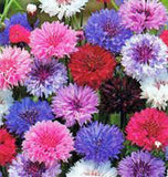 Bachelor Button Seeds, Dwarf Polka Dot Mix Seeds, Organic, seeds, Beautiful Bright Multi colored Blooms. - Country Creek LLC