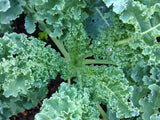KALE SEED  , VATES BLUE CURLED SCOTCH KALE SEEDS, SEEDS PER PACKAGE, ORGANIC , NON GMO, DELICIOUS IN SALADS - Country Creek LLC