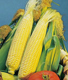 CORN, GOLDEN BEAUTY YELLOW CORN, HEIRLOOM, NON-GMO, ORGANIC SEEDS, DELICIOUS, GOLDEN AND SWEET - Country Creek LLC