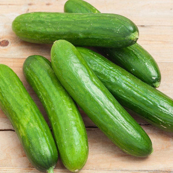 Spacemaster 80 Cucumber Seeds - Non-GMO - Produces Large Numbers of flavorful, Full-Sized Slicing Cucumbers Perfect for The Small Garden. - Country Creek LLC - Country Creek LLC