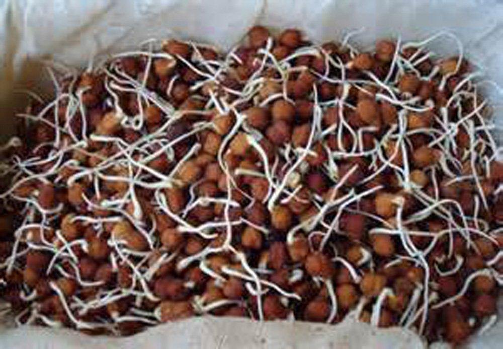 garbanzo seeds for planting Garbanzo Bean Seed, Microgreen, Sprouting, NON GMO