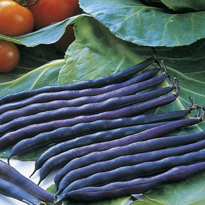 Purple Queen Bush Bean Seeds - Upright, Compact, and Bushy, This Variety is Easy to Grow and Pick. - Country Creek LLC - Country Creek LLC