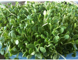 Leafy Garden Sprouting Mix- Perfect Mix of Clover, Arugula, Radish and Fenugreek Sprouting Seeds- Country Creek LLC- Microgreen Seeds for Sprouting Sprouts - Country Creek LLC