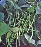 Bean Seeds, Bean Mix Garden Collection, Heirloom, Organic, NON-GMO Seeds, 4 Top Varieties - Country Creek LLC