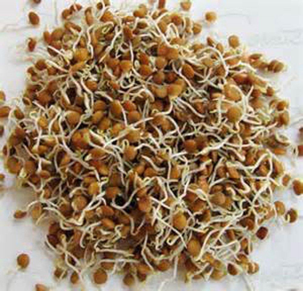 lentil plant seeds Lentil Seed Red Lentil Seeds, Microgreen, Sprouting, NON GMO