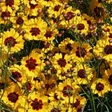 Coreopsis Plains Tall, Organic, Flower Seeds, Bright Yellow with Red Centers. - Country Creek LLC
