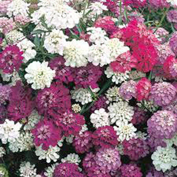 Candytuft Seeds , Dwarf Fairy Mix Seeds, seed ,beautiful Pink, Lavender, White Flowers - Country Creek LLC
