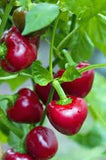 Pepper, Red Sweet Cherry seeds, Heirloom, Organic, NON-GMO SEEDS , Large Red Cherry Sweet pepper is a Sweet round pepper resembling a cherry. - Country Creek LLC