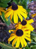 Black Eyed Susan Seeds Organic, Beautiful Vivid Bright Colorful Flowers - Country Creek LLC