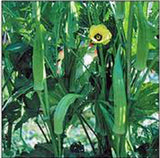 Okra Seed, Clemson, Heirloom, Organic, NON-GMO Seeds, Okra Garden Seeds - Country Creek LLC