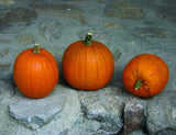 Spooky Pumpkin Seeds- Baking, Growing, non-GMO Seed, Home Garden - Country Creek LLC