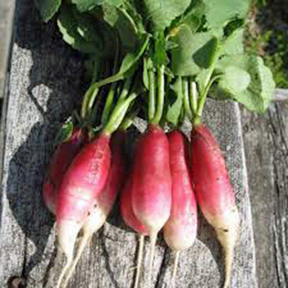 Root Vegetable Seed Garden Collection, Heirloom, Organic Seeds, 5 Top Varieties - Country Creek LLC
