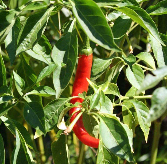 CAYENNE PEPPER, LONG RED THIN, HEIRLOOM, ORGANIC NON-GMO SEEDS,GREAT FRESH OR DRIED - Country Creek LLC