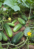 CUCUMBER, MARKETER, HEIRLOOM, ORGANIC , NON-GMO SEEDS, TASTY, GREAT FOR SALADS/SNACKS - Country Creek LLC