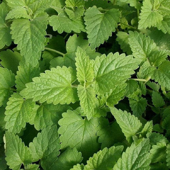 Catnip Plant Seeds  - Non-GMO - A Perennial Member of The Mint Family That is Best Known for Being Attractive to Cats. - Country Creek LLC - Country Creek LLC