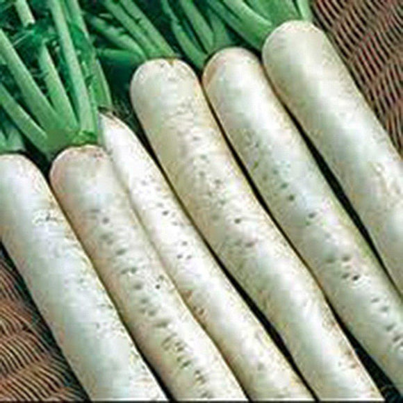 Radish Seed ,Japanese Daikon , Heirloom, Organic, NON GMO Seeds - Country Creek LLC