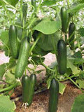 Salad Mix Garden Collection, Heirloom, Organic Seeds, 6 Top Varieties - Country Creek LLC