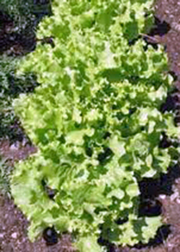 Lettuce Seed, Leaf Lettuce, Grand Rapids, Heirloom, Organic, NON-GMO Seeds - Country Creek LLC