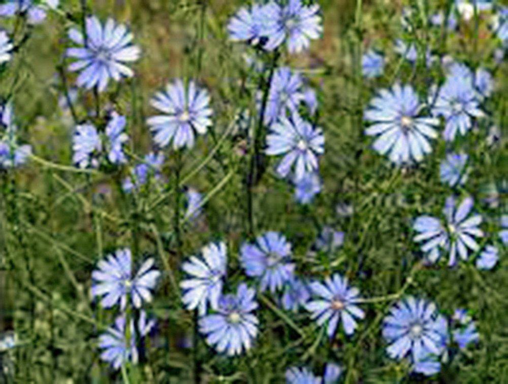 bluest-blue-chicory-seeds-beautiful-blue-cut-flower-country-creek-llc