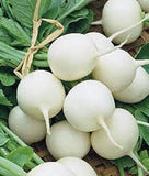 Radish Seed ,Hailstone White , Heirloom, Organic, NON-GMO Seeds, Radishes - Country Creek LLC