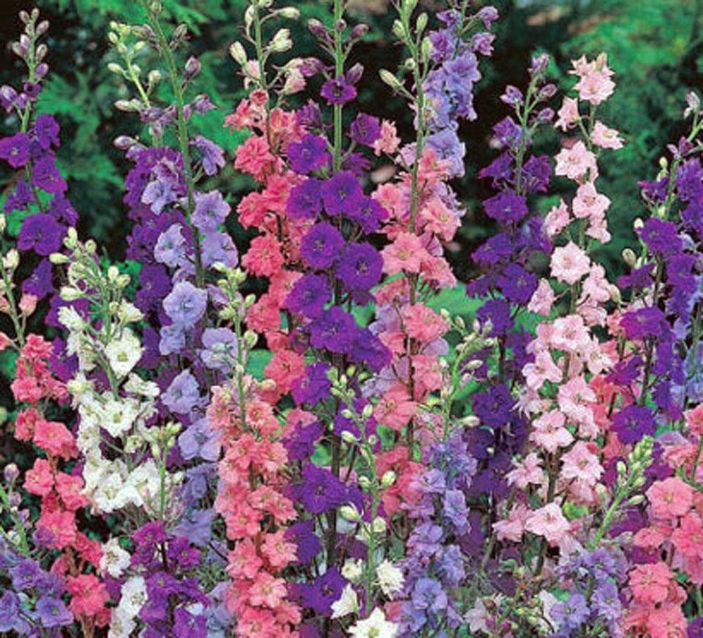 Delphinium Seed, Seeds, Giant Imperial Mix, Striking Mixed Colors