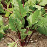 BEETS, EARLY WONDER, HEIRLOOM, ORGANIC, NON GMO SEEDS, FAST GROWING AND TASTY BEET - Country Creek LLC