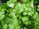 CILANTRO, SLOW BOLT, HEIRLOOM, ORGANIC , NON GMO SEEDS, GREAT FRESH OR DRIED HERB - Country Creek LLC