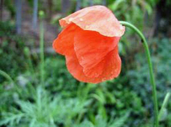 POPPY SEEDS RED POPPY SEEDS FLOWER SEEDS WORLDS MOST POPULAR