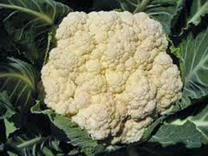 CAULIFLOWER, SNOWBALL Y, HEIRLOOM, ORGANIC NON GMO SEEDS, LARGE,DELICIOUS AND HEALTHY - Country Creek LLC