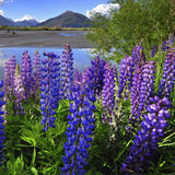 Arroyo Lupine Flower Seeds, Beautiful Purple Flowers - Country Creek LLC