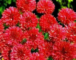Bachelor Button, Tall Red Seeds, Organic Seeds, Beautiful Bright Blooms, - Country Creek LLC